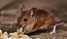 24 Hour & Emergency Exterminators in Belfast, OH